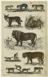 Various examples of wild and domestic cats