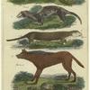 Great galago ; White vison of the furriers ; American otter ; Red wolf ; Ash coloured koala