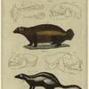 Meles vulgaris (the common badger) ; Gulo arcticus (the Arctic glutton) ; Putorius zorillo (the Cape pole cat or zorillo)