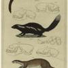 Canadian marten or pelcan ; American skunk ; Pondicherry otter ; Head of the Javanese teledu