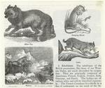 Silver fox ; Jumping mouse ; Walrus ; Lynx