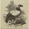 The king vulture of South America