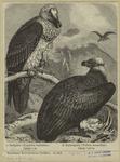 Bartgeier (Gypaëtus barbatus), Länge 1m. ; Kuttengeier (Vultur monachus), Länge 1,10 m