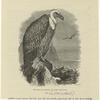 Fulvous, or griffin vulture -- Gyps fulvus