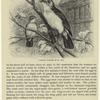 Icterine warbler