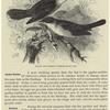 Rufous and orphean warblers