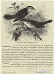 Rufous and orphean warblers