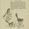 Dartford warbler