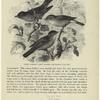 Barred warbler, garden warbler, and blackcap