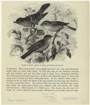 Barred warbler, garden warbler, and blackcap
