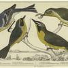 Yellow-throat warbler ; Maryland yellow-throat warbler (male) ; Kentucky warbler ; Maryland yellow-throat warbler (female)