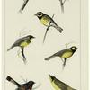 American wood-warblers