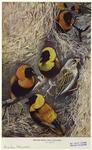 Weaver birds (Ploceus franciscanus)