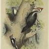 Pileated woodpecker ; Hairy woodpecker