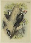 Pileated woodpecker ; Hairy woodpecker