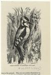 Great spotted woodpecker -- Picus major
