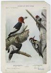 Red-headed woodpecker ; Yellow-bellied sapsucker