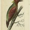 Picus miniatus, red-winged woodpecker