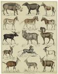 Various hooved animals