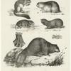 Siebenschläffer ; Lemming ; Kleine Feldmaus ; Blindmaus ; Biber, a. Forder -- b. Hinter-Fuss des Biber's