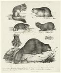 Siebenschläffer ; Lemming ; Kleine Feldmaus ; Blindmaus ; Biber, a. Forder -- b. Hinter-Fuss des Biber's