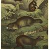 Dasyprocta aguti -- agouti ; Cricetus cricetus -- hamster ; Marmota, syn. Arctomys, marmota -- marmot ; Sciurus vulgaris -- squirrel (Europe)