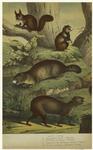 Dasyprocta aguti -- agouti ; Cricetus cricetus -- hamster ; Marmota, syn. Arctomys, marmota -- marmot ; Sciurus vulgaris -- squirrel (Europe)