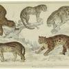 Leopard ; Neuwied cat ; Clouded tiger ; Ocelot ; Sumatra cat