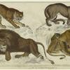 Tiger ; Puma ; African lion ; Lioness and cubs