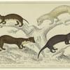 Weasel ; Ermine (winter) ; Pine martin ; Vison