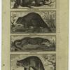 Wolverene ; Beaver ; Otter ; Raccoon