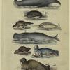 Whale ; Otter ; Duck bill ; Norwhale ; Cashelot whale ; Beaver ; Common seal ; Walrus