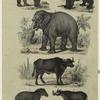 Rhinoceros ; Hippopotamus ; Buffalo ; Elephant ; Tapir ; Indian hog