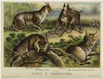 Persian lynx ; Canadian lynx ; Caracal ; Bay lynx or common wild cat