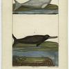 Dugong des Indes ; Delphinorhynque