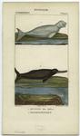 Dugong des Indes ; Delphinorhynque