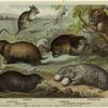 Hamster ; Mole rat ; Jerboa ; Lemming ; Fur country pouched rat ; Dormouse