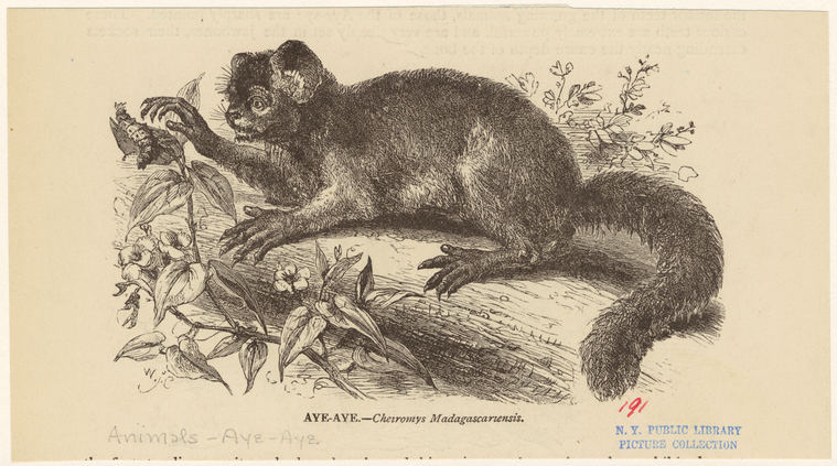 Engraving of an aye-aye