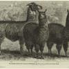 Mr. Ledger's alpacas and llamas at Sophienburg, the seat of Mr. Atkinson, New South Wales