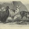 Pako (Auchenia Paco) ; Lama (Auchenia Lama) ; Vicuna (Auchenia Vicuna)