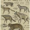 Ichneumon ; Palmen-Marder (Paradoxurus) ; Zibeththier (Viverra) ; Zerda (Canis megalotis) ; Eisfuchs ; Erdwold (Proteles) ; Hyoene ; Jaguar (Felis)
