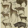 Lama (Camelus) ; Trampelthier ; Bisamthier ; Rennthier ; Giraffe (Camelo pardalis) ; Muflon (Ovis musmon) ; Steinbok (Capra ibex) ; Spiessgemse (Antilope leucoryx) ; Urochs (Bos urus)