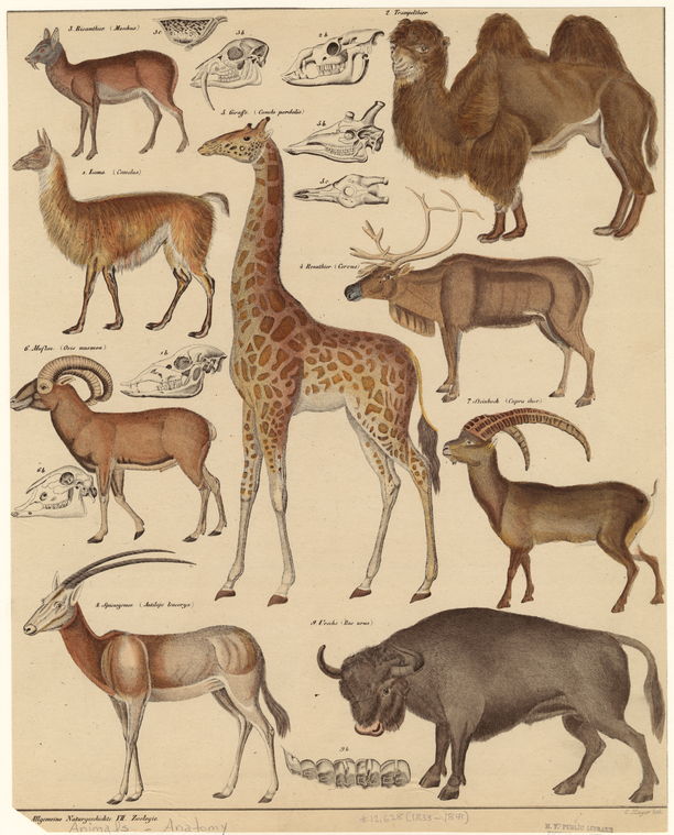 Lama (Camelus) ; Trampelthier ; Bisamthier ; Rennthier ; Giraffe ...