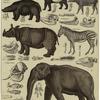Flusspferd (Hippopotamus) ; Sau (Sus) ; Tapir ; Elephant (Elephas) ; Nashorn (Rhinoceros) ; Pferd (Equus)