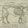 Benennung der einzelnen Teile des Rinderskeletts