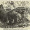 Great ant-eater, just added to the zoological society's menagerie, Regent's-Park