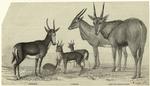 Bonte-bok ; Gazelles ; Male and female elands