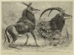 Sable antelope for southern Africa, recently added to the Zoological Society's gardens, Regent's Park