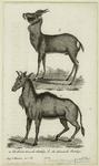 Die kindostanische Antelope ; Die chinesische Antelope