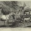 Hirschziegenantilope ; Steppenantilope ; Gazelle ; Springbock ; Nylgau